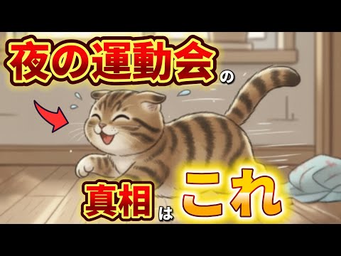 猫が夜に走り回る理由と背景を詳しく解説 サムネイル
