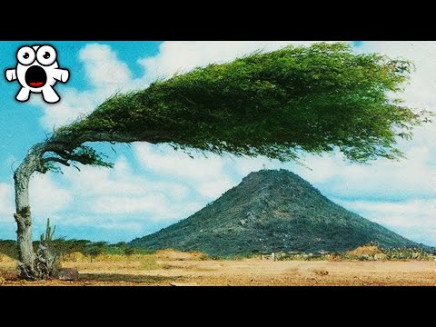 Most Amazing Trees In The World - UCkQO3QsgTpNTsOw6ujimT5Q