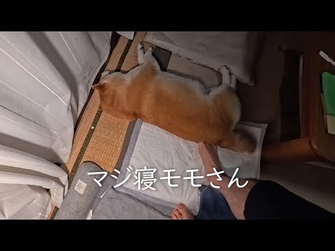 秋の夜長に柴犬まーじーが見せるリラックスと西表島の決勝戦の魅力 サムネイル