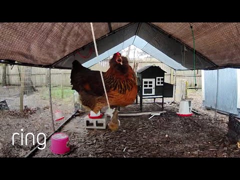 Did You Know Chickens Like Playground Swings? | RingTV