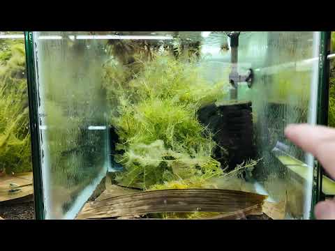 New Caridina Tank & Ammonia Test -Tank 8 📘 Neocaridina for Dummies
https_//payhip.com/b/WgSpi

📘 Caridina for Dummies
https_//payhip.co