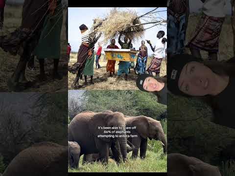 elephants are afraid of bees #animals #elephant #honeybee #themoreyouknow