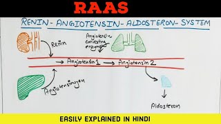 RAAS - Renin Angiotensin Aldosterone System - Easily explained in Hindi