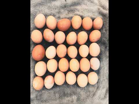 farm fresh eggs make a great addition to our mommas food