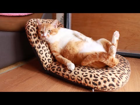 猫の動画サムネイル - 座椅子におすわりぼー　sitting cat　250721