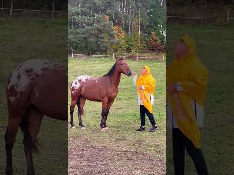 Takie zabawy 😉🤣 #konie #horse