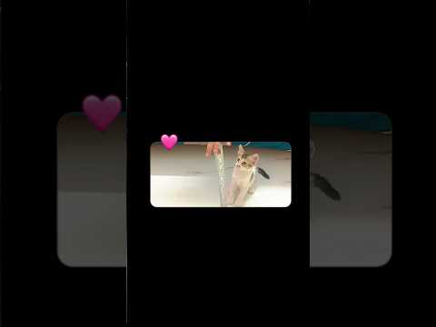 youtube channel 🥰 kitten playing