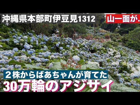 よへなあじさい園 in 本部町伊豆見　2025/6月中旬