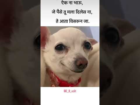 विसरून जा आता..!! #bappa #funny #comedy #konkancomedy #funnycatanddog #memes #jokes #funnyanimals