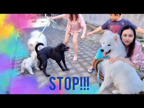 Toro, Snowy, and Milli || Funny Dogs