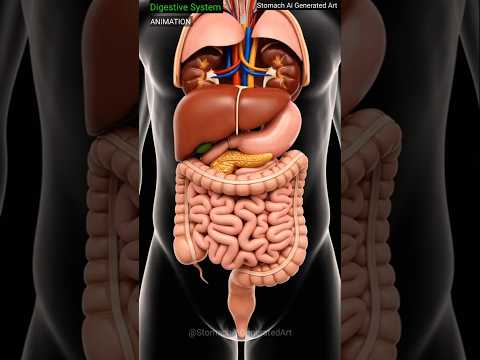 Digestive System Animation | Human Anatomy Explained with AI Art