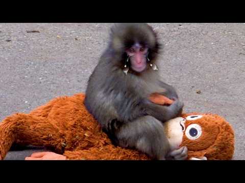 GOD!!! Puch Monkey From Japan!! Need More Cuddle.