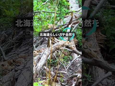 移住目線で札幌市中央区円山を解説! #北海道移住 札幌市 #北海道移住 #札幌市中央区 #円山公園