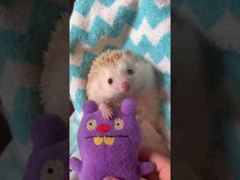 The dog bit a hedgehog and wouldn't let go#animals #Foryou #Friendship #Us