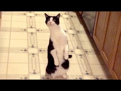 Funny CATS - You WON'T REGRET WATCHING THIS, you will LAUGH LIKE HELL! - UC9obdDRxQkmn_4YpcBMTYLw
