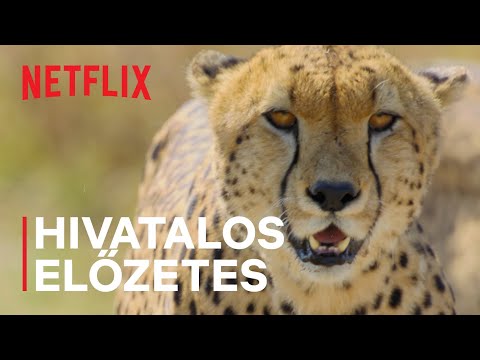 Állati természet | Hivatalos előzetes | Netflix