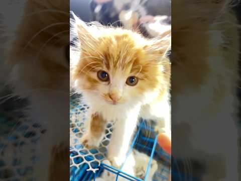 This cat is so adorable that it strikes right at my heart.#cutecat #tabbycat