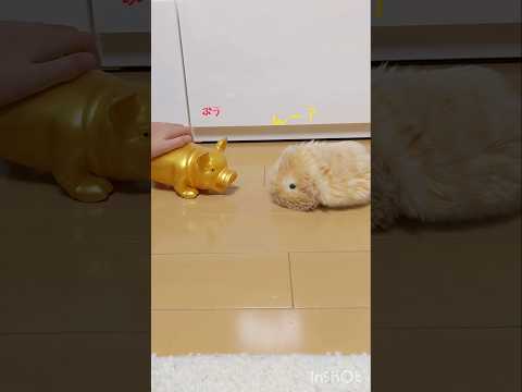 モフリン日誌44日目 #初めて会うブタに戸惑うモフリン #aiペット #癒し #moflin