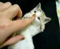 Small Cute Kitten