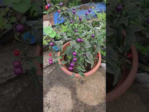മുന്തിരി മുളക് @babithasanudas #trendingshorts #gardening #farming #dailyvlog #chilliplant #chilli