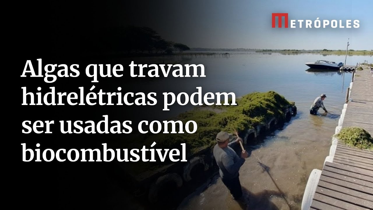 Algas que travam hidrelétricas podem ser usadas como biocombustível