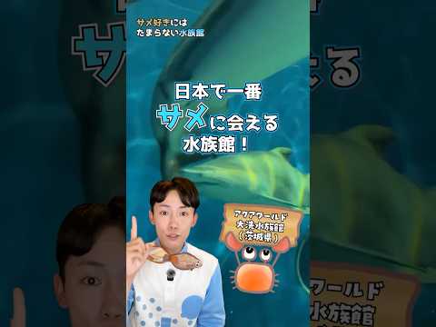 猫の動画サムネイル - サメ好きは絶対行くべき水族館🦈🦈🦈