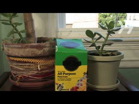 How to Keep an Indoor Plant Alive - UCSpVHeDGr9UbREhRca0qwsA