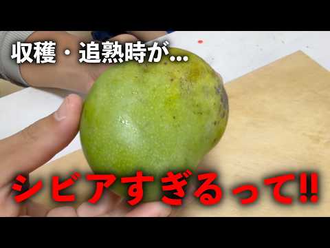 これはプロが食べるマンゴーだ!!【ベイリーズマーベル】