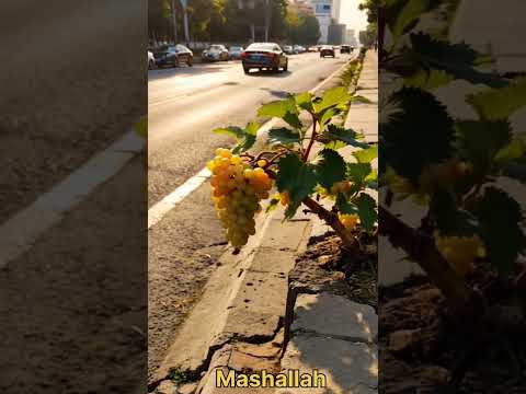 Quran Kareem #surahannaba #nature #shorts #surahrahman #trending #great #viral #allah #ytshorts