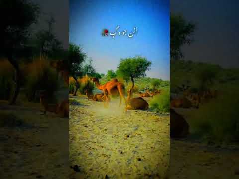 CAMELS@camelslovers @Tips @LuckyCamel11 @camelvip @CamelloMello @greencamel9