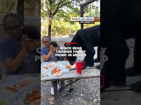 Black bear crashes family picnic in Mexico