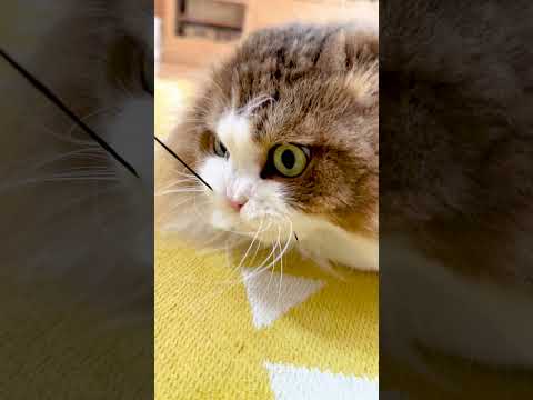 読書の邪魔をする猫 #shorts
