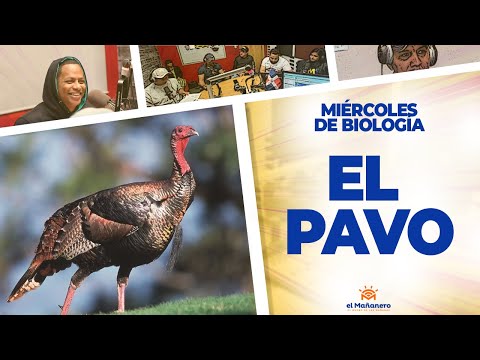 EL PAVO - Miércoles de Biología