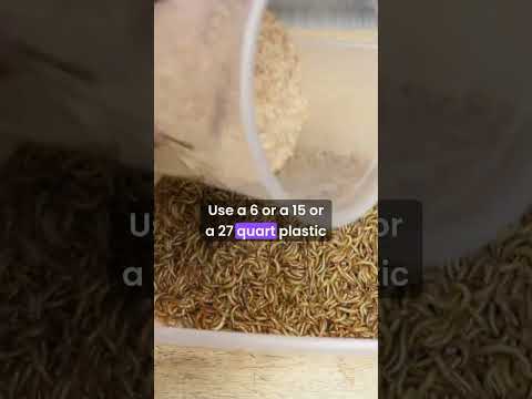 MEALWORMS   Care - Breeding  - Harvesting MEALWORMS   Care - Breeding  - Harvesting  
All you need to know to be successful.
Full video on the