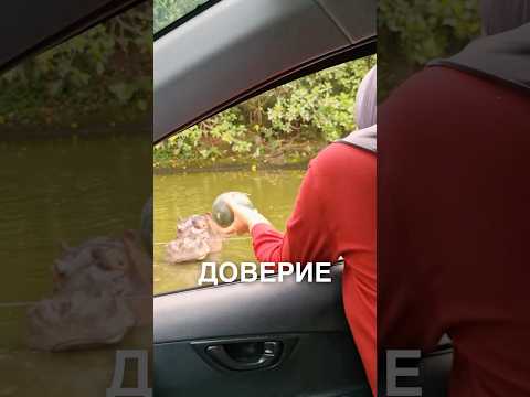 Пыталась покормить бегемота 😂 #истории #история #новости #новость #shorts