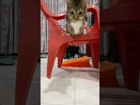 猫の動画サムネイル - nohandscat jump！nice jump tutu🐱🦖#dinocattutu #jump！#nohandscat