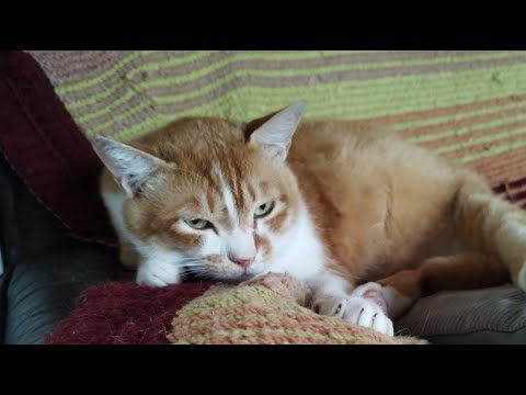 猫の動画サムネイル - ぼーちゃんがライブ配信中！　2025年6月14日