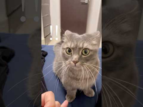 猫の動画サムネイル - 【修羅場】猫とある約束をしたら...#shorts #猫 #マンチカン