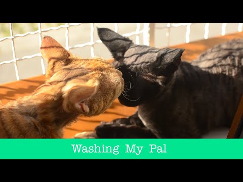 💕 Washing My Pal 💕
