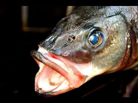 KILLER FISH ROASTED - Grilled Seabass - perfect barbecue Fish Recipe - standing fish roast - UC_kARM8MBLDBxZQuZeYYQdQ