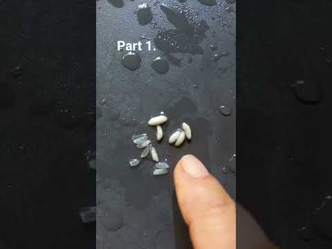 Daily life#penasaran#shortvideo