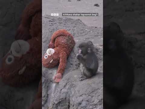 Ҳаммани йиғлатган маймунча - BBC News O'zbek