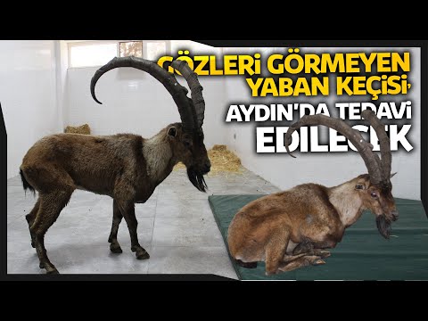 Gözleri Görmeyen Yaban Keçisi, Aydın’da Tedavi Edilecek
