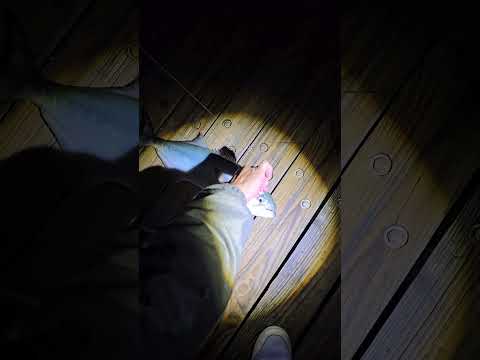Fresh Florida bluefish for dinner! video thumbnail