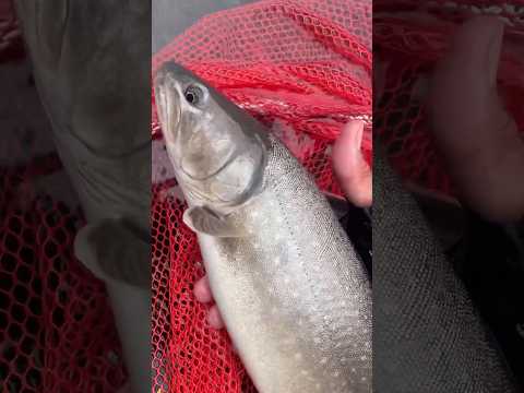 #鱒釣旅録 yotubechannel 🎥🎣BritishColombia・CANADA🇨🇦釣行#troutfishing 渓流ベイトフィネ🇯🇵ススタイル・Sep.・2024