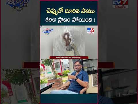 iSmart News : చెప్పులో దూరిన పాము కరిచి ప్రా*ణం పోయింది !  | Snake in Chappals - TV9