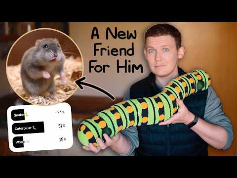 I Made a Giant Caterpillar for my Hamster