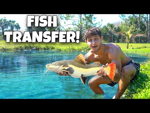 Transferring REDTAIL CATFISH Into My BACKYARD POND In this video, We transfer my exotic redtail catfish into the backyard pond!! Enjoy!!