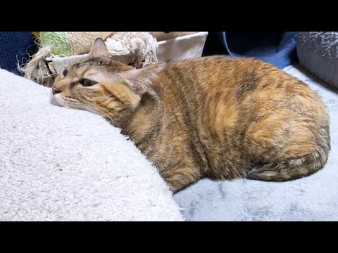 妹猫のイリュージョンに心を奪われてしまった麦わら猫(笑)