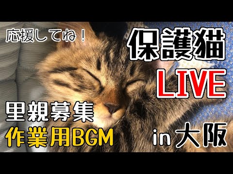 ねころび荘 保護猫部屋配信20260505